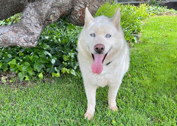 Enlarge Minero, a Adoptable mixed breed in San Gabriel, CA image 2/6
