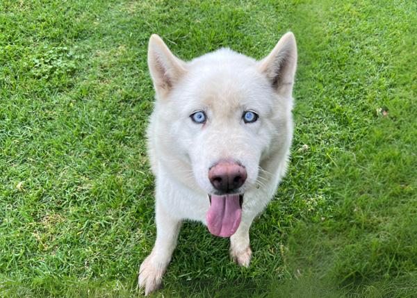 Enlarge Minero, a Adoptable mixed breed in San Gabriel, CA image 3/6