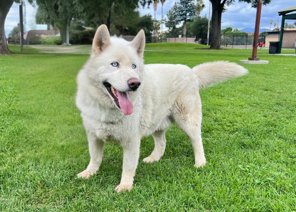 Enlarge Minero, a Adoptable mixed breed in San Gabriel, CA image 5/6