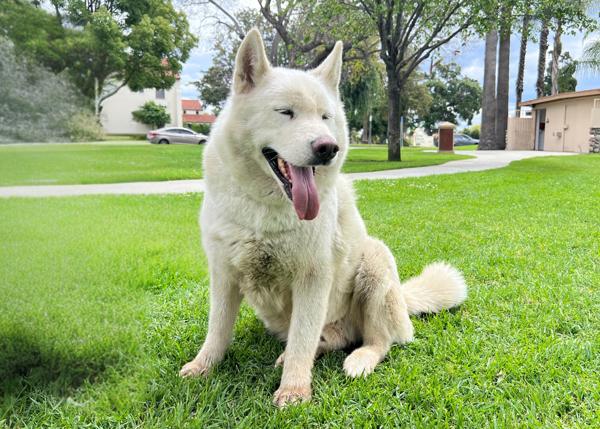 Enlarge Minero, a Adoptable mixed breed in San Gabriel, CA image 4/6