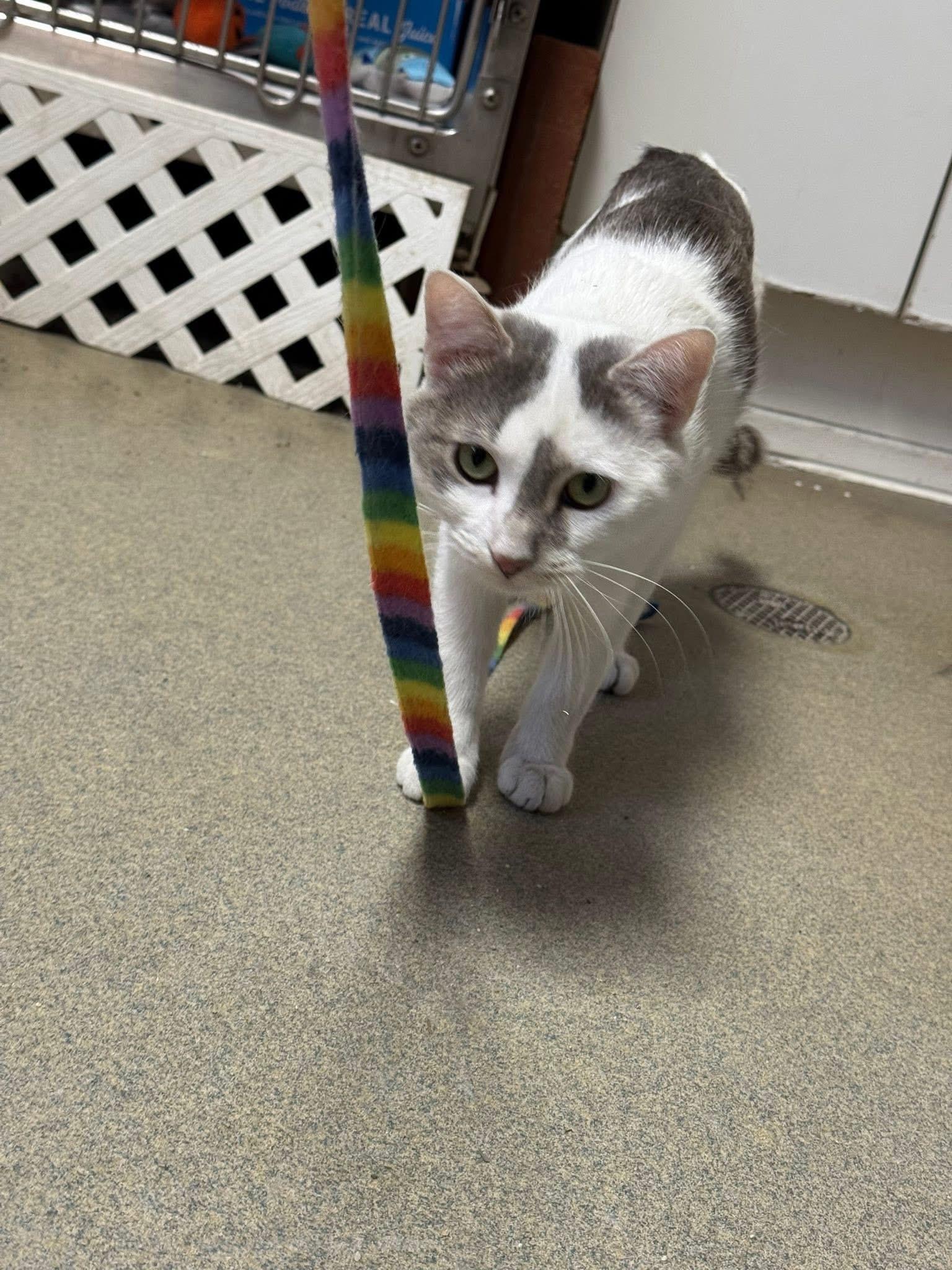 Enlarge St Nick, an adoption pending Domestic Short Hair in Manchester, NH image 6/6