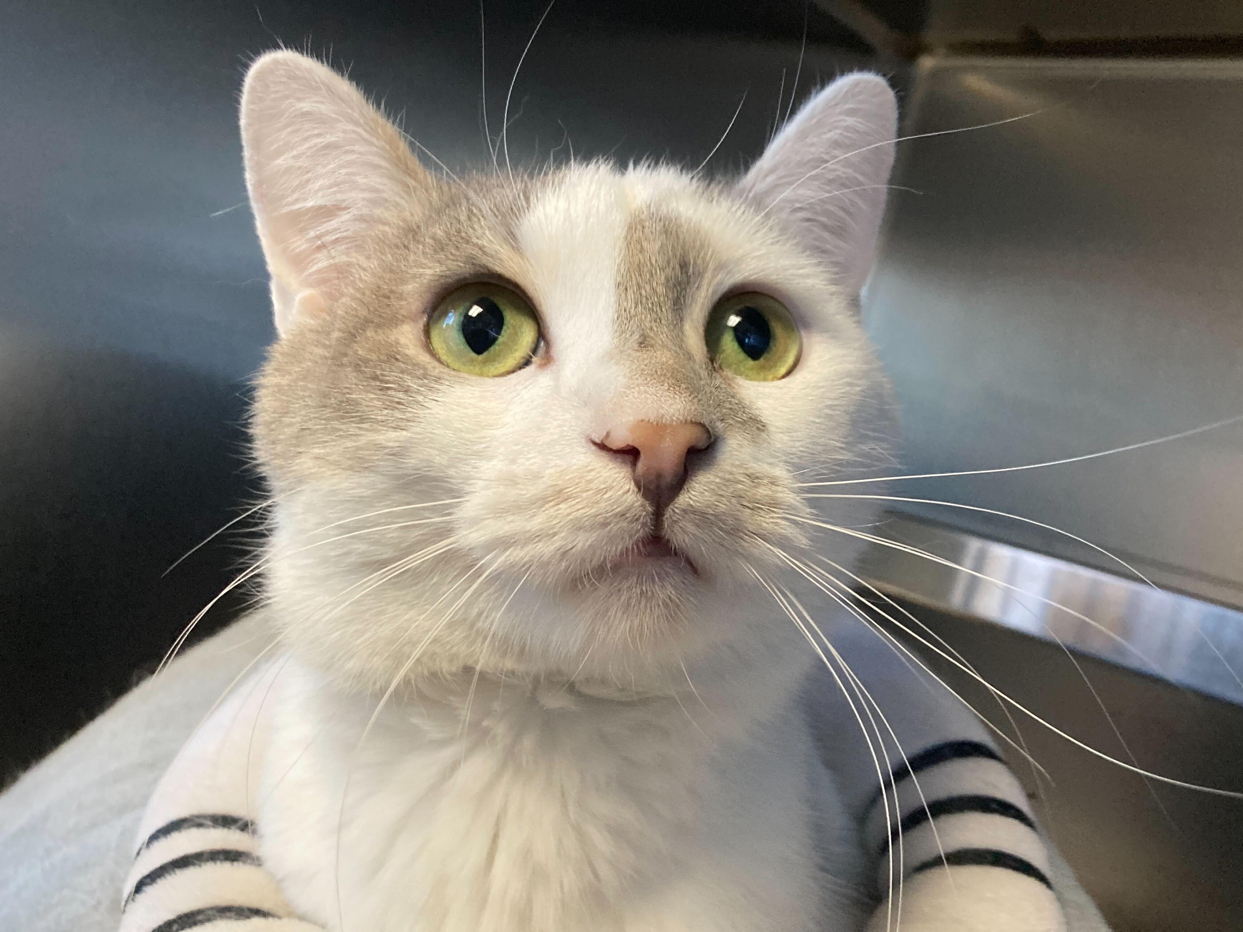 St Nick, ADOPTABLE, Adult Male Domestic Short Hair.