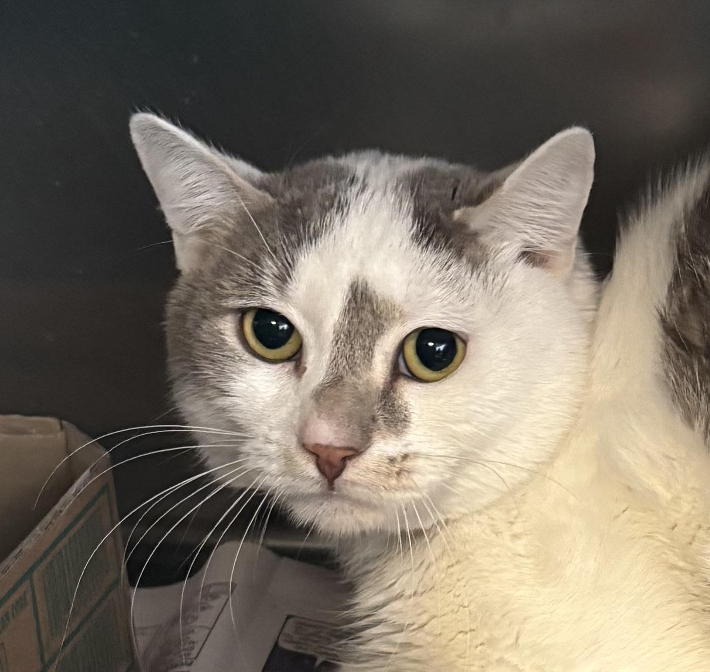 Enlarge St Nick, a ADOPTABLE Domestic Short Hair in Manchester, NH image 5/5