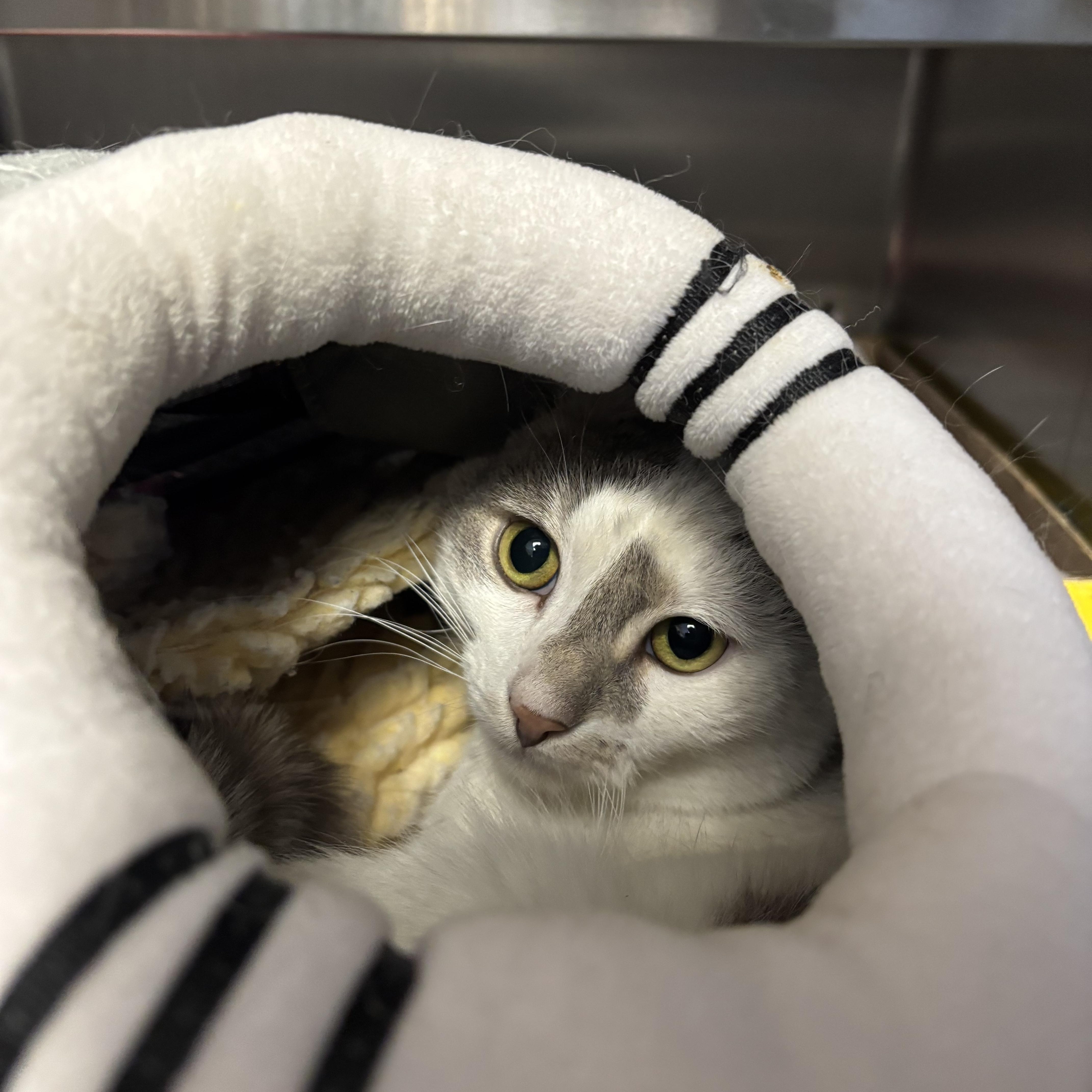 Enlarge St Nick, a ADOPTABLE Domestic Short Hair in Manchester, NH image 4/5