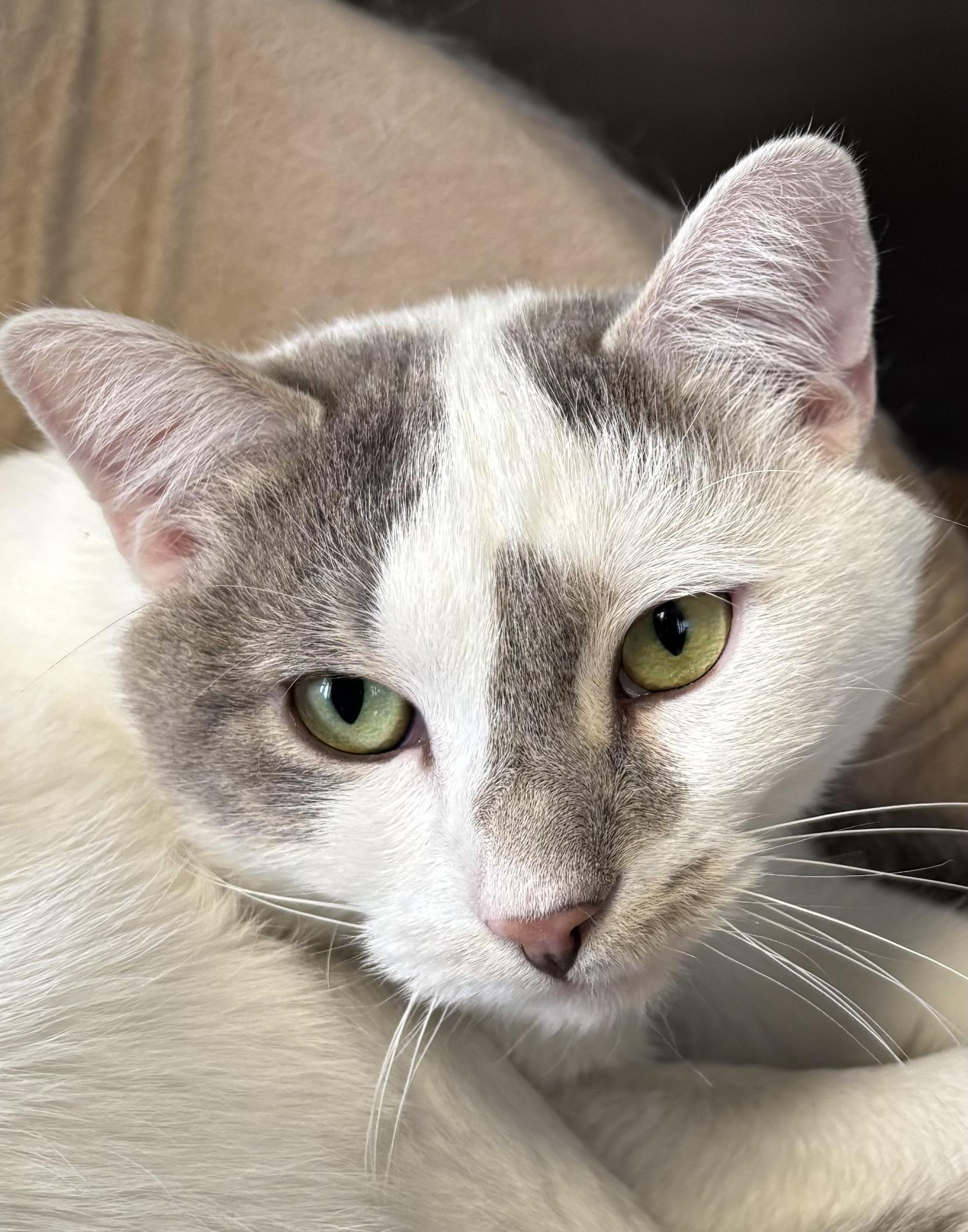 Enlarge St Nick, an adoption pending Domestic Short Hair in Manchester, NH image 3/6