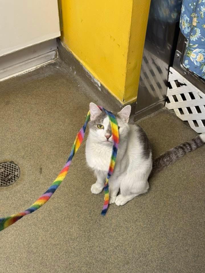 Enlarge St Nick, an adoption pending Domestic Short Hair in Manchester, NH image 5/6