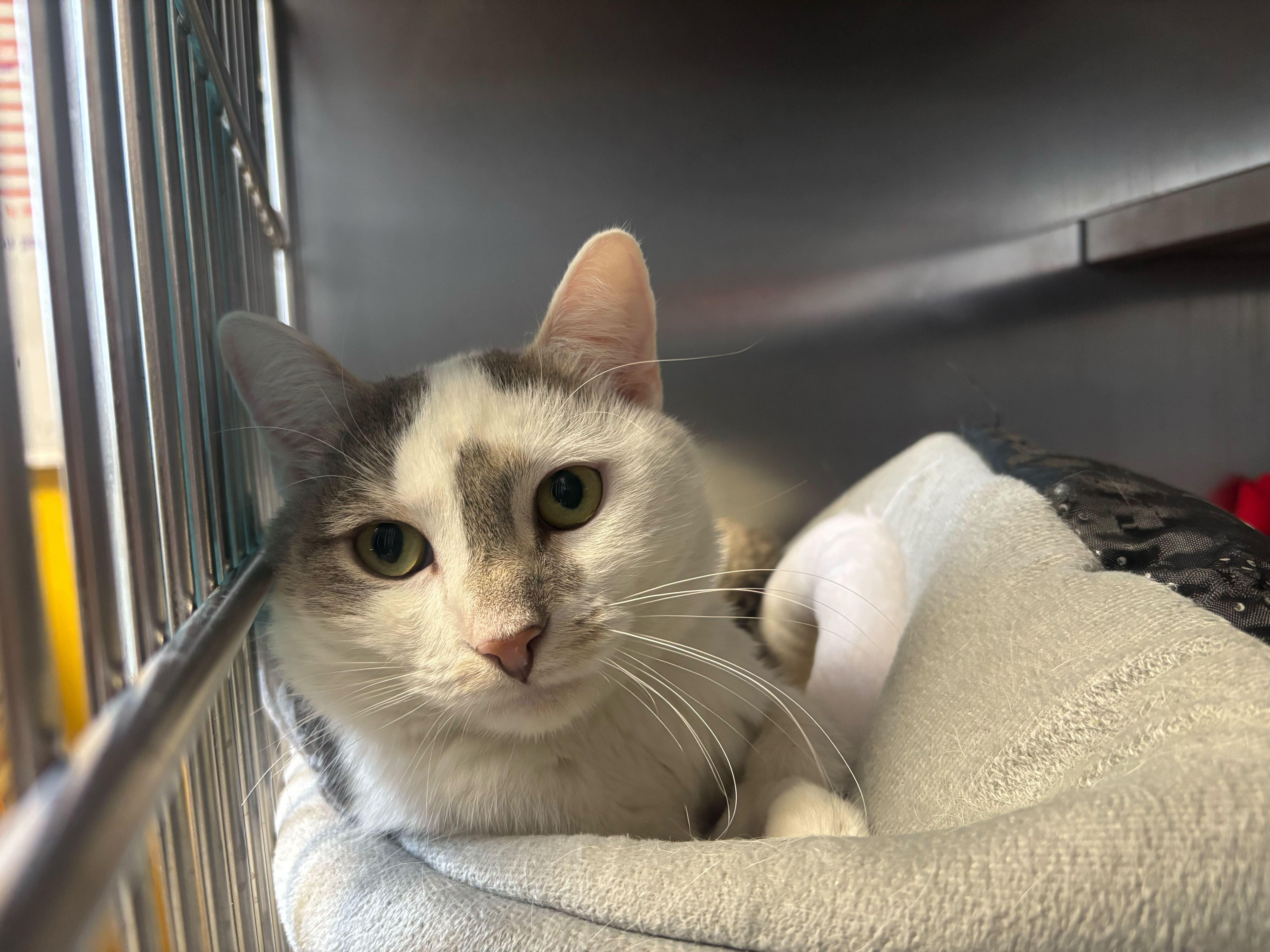 Enlarge St Nick, a ADOPTABLE Domestic Short Hair in Manchester, NH image 2/5