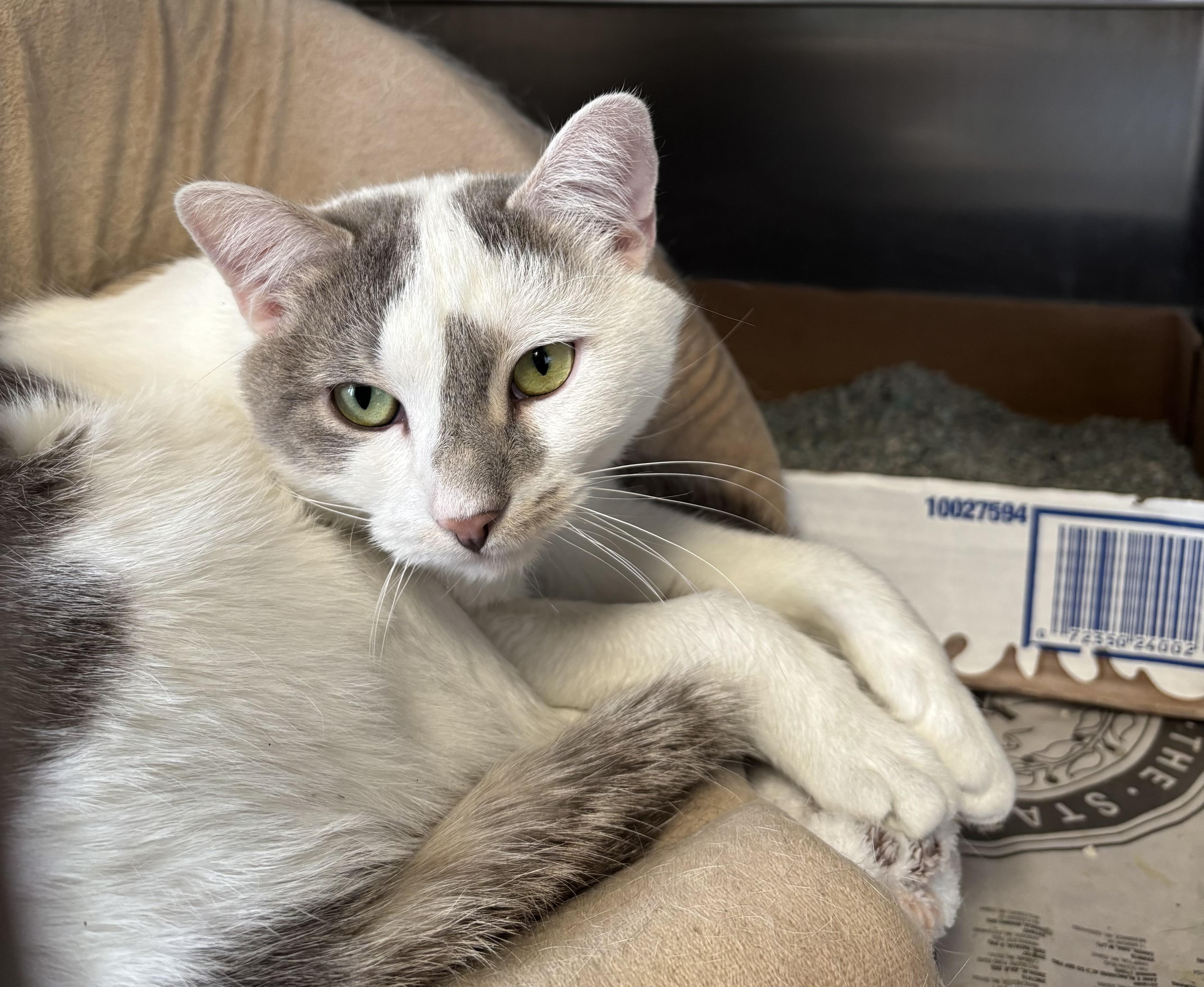 Enlarge St Nick, an adoption pending Domestic Short Hair in Manchester, NH image 4/6