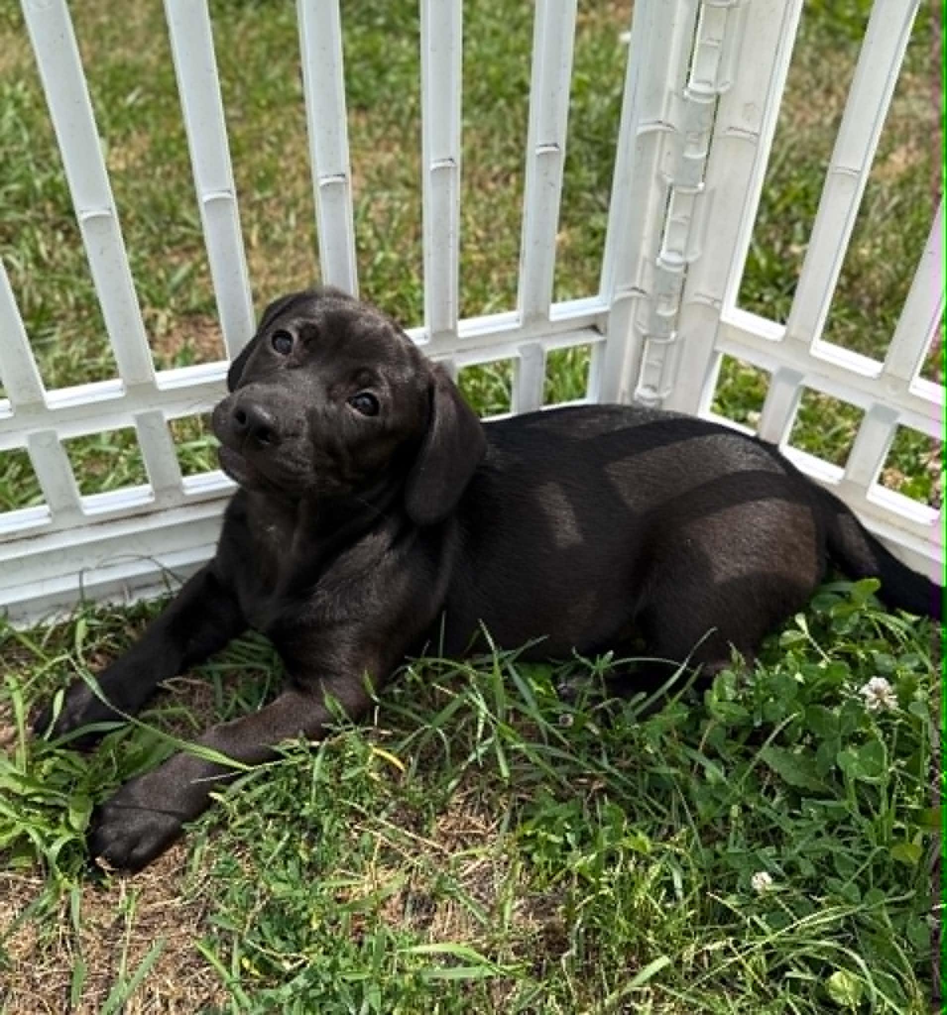 Rose, Adoptable, Puppy Female Labrador Retriever & Wirehaired Terrier.