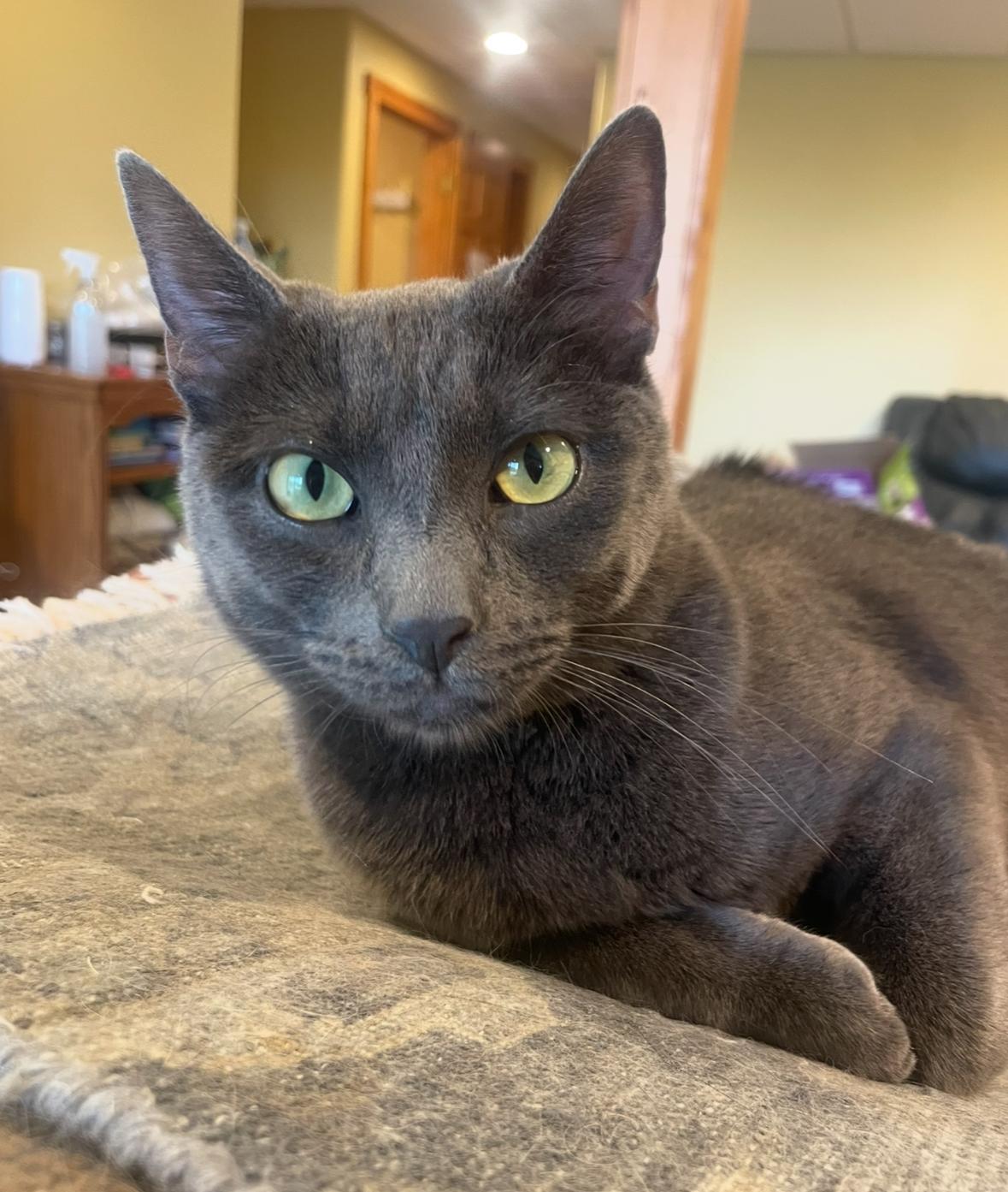 Enlarge Enid (incontinent), a Adoptable Domestic Short Hair in Stoughton, WI image 1/6