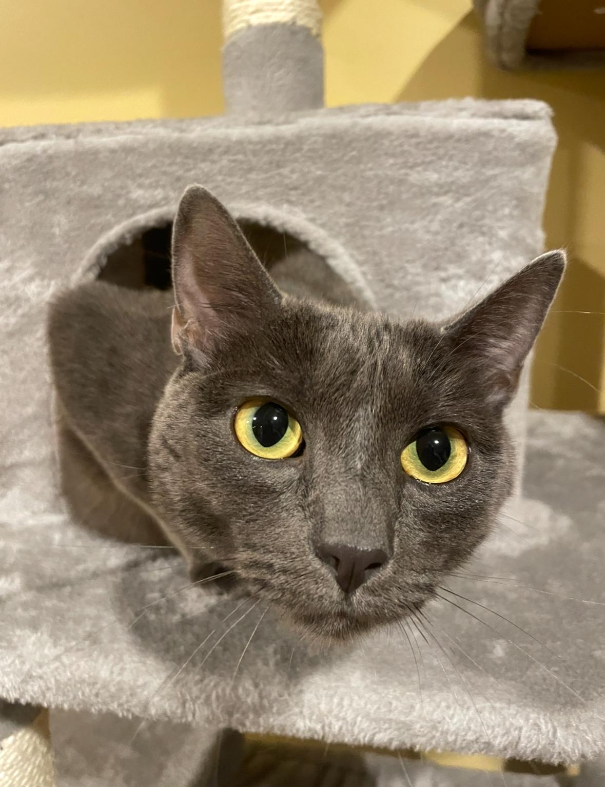 Enlarge Enid (incontinent), a Adoptable Domestic Short Hair in Stoughton, WI image 2/6