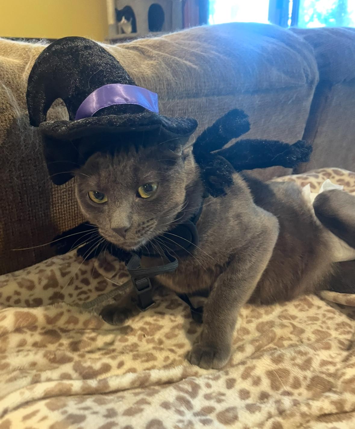 Enlarge Enid (incontinent), a Adoptable Domestic Short Hair in Stoughton, WI image 5/6