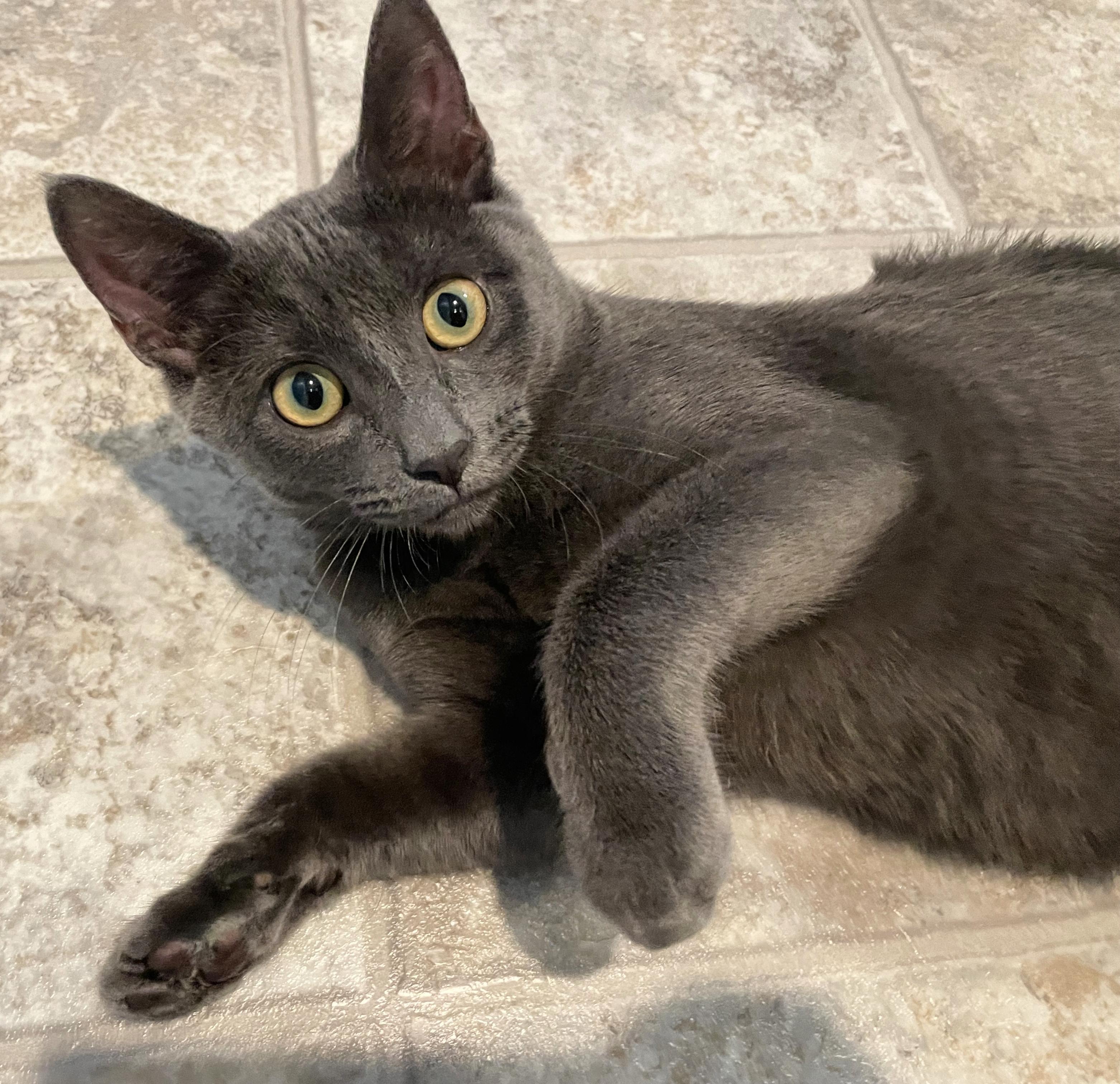 Enlarge Enid (incontinent), a Adoptable Domestic Short Hair in Stoughton, WI image 6/6