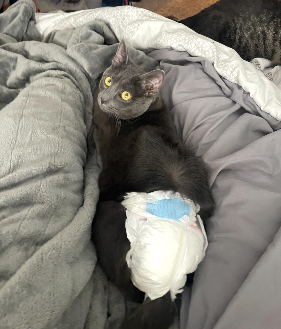 Enlarge Enid (incontinent), a Adoptable Domestic Short Hair in Stoughton, WI image 3/6