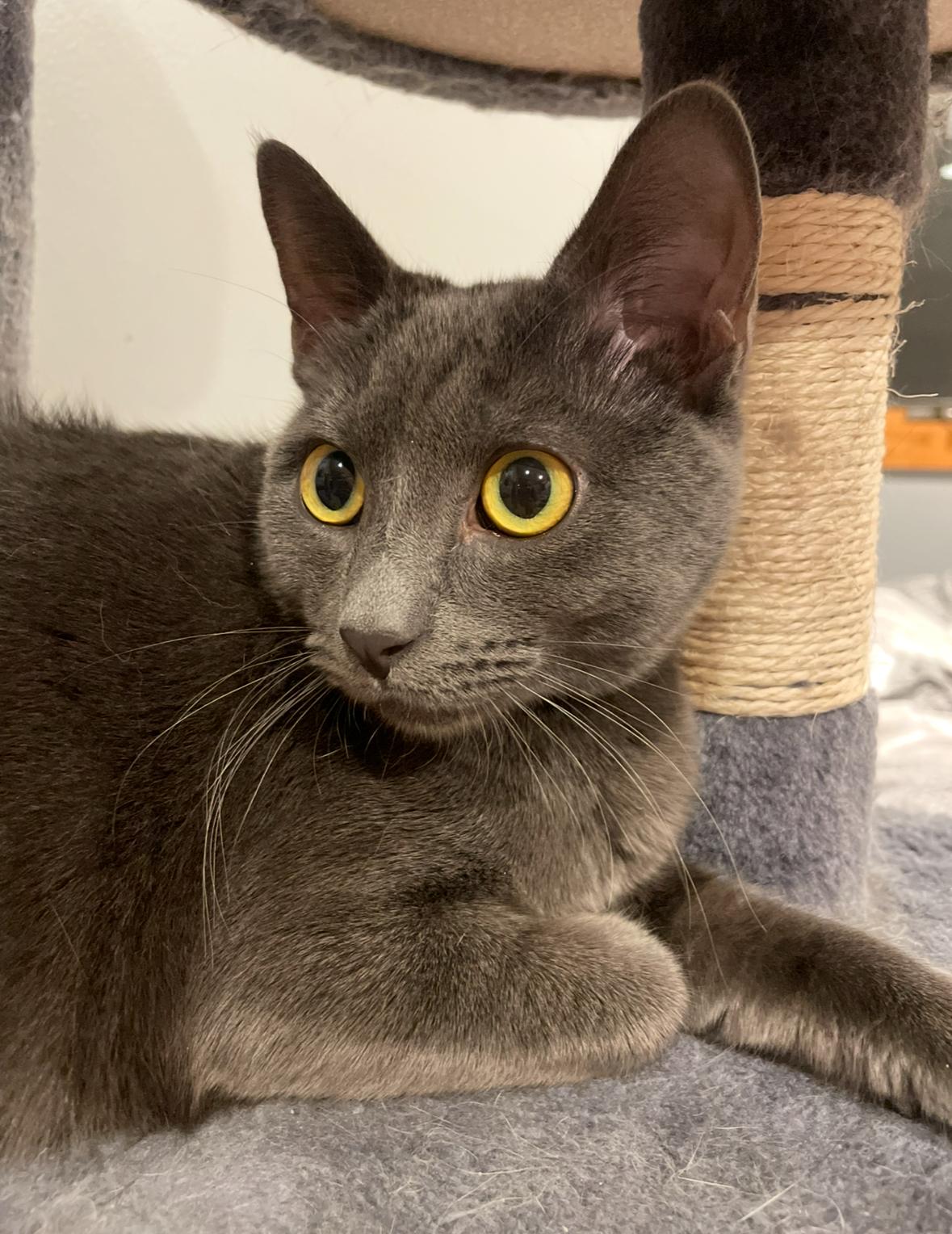 Enlarge Enid (incontinent), a Adoptable Domestic Short Hair in Stoughton, WI image 4/6