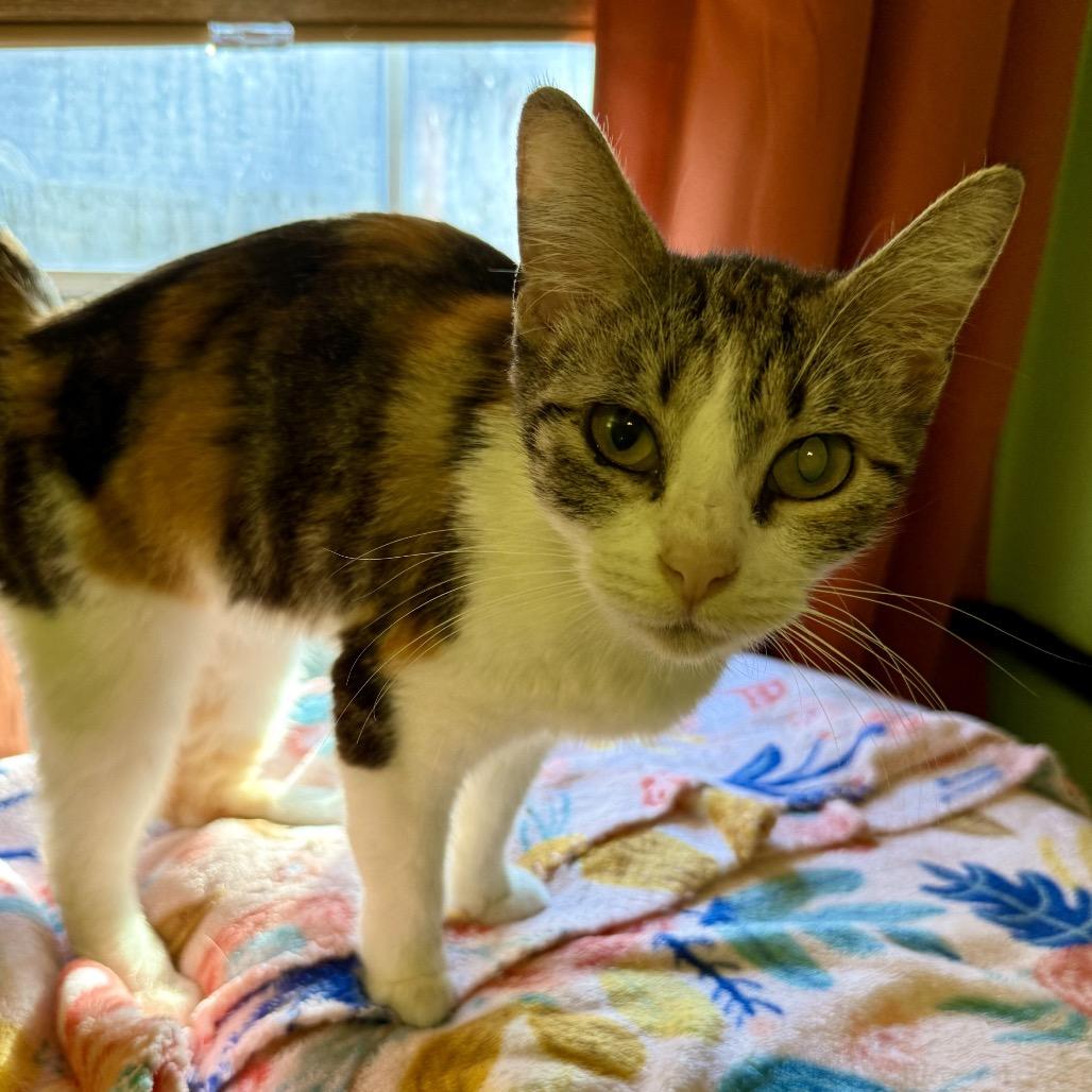 Cricket, Adoptable, Young Female Domestic Short Hair.