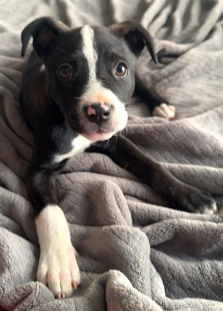 Enlarge LITTLE MISS, a Adoptable mixed breed in Oklahoma City, OK image 1/1