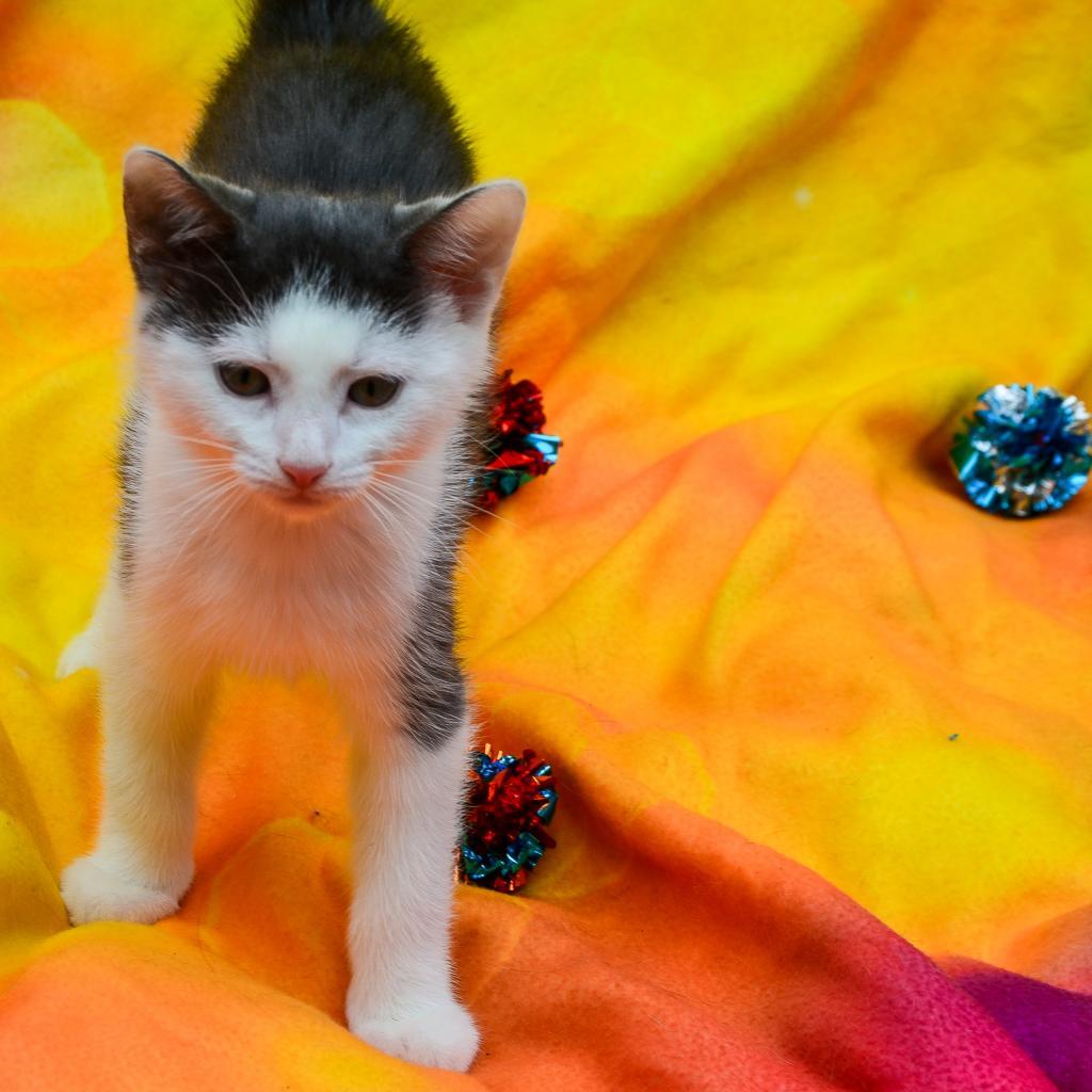 Enlarge Felix, a Adoptable Domestic Short Hair in Glenfield, NY image 1/1