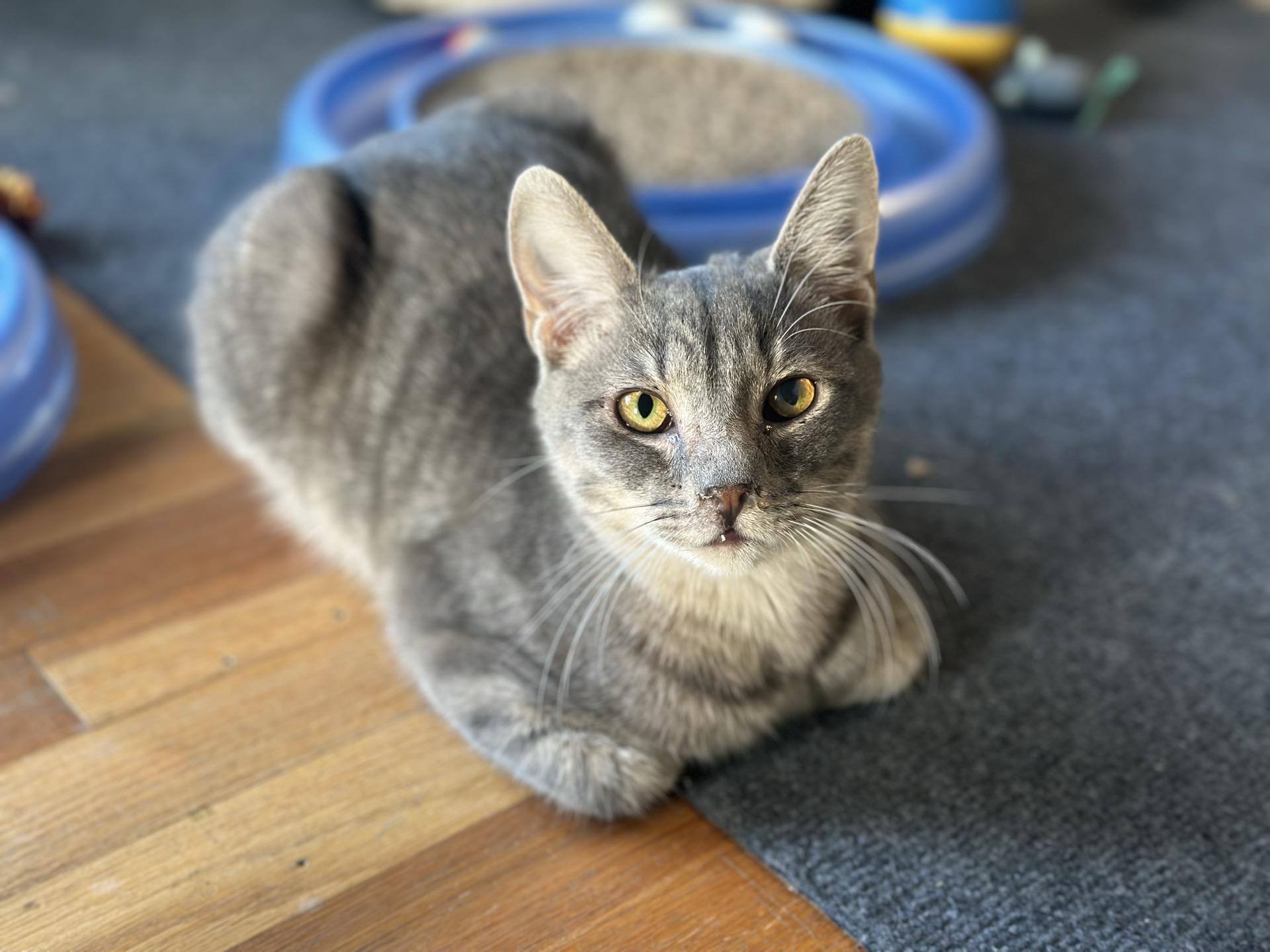 Mike, adopted, Young Male Tabby.