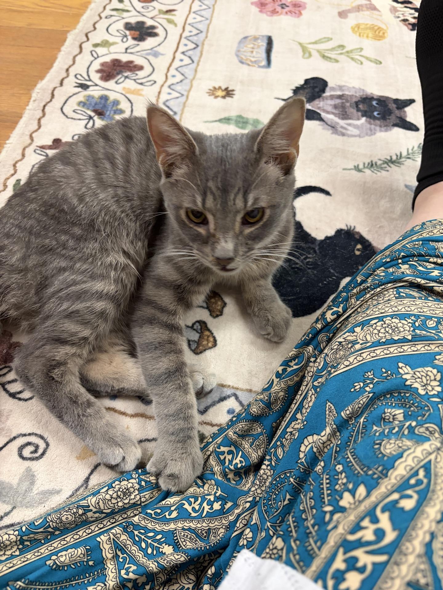 Enlarge Mike, an adopted Tabby in Greensburg, PA image 4/5