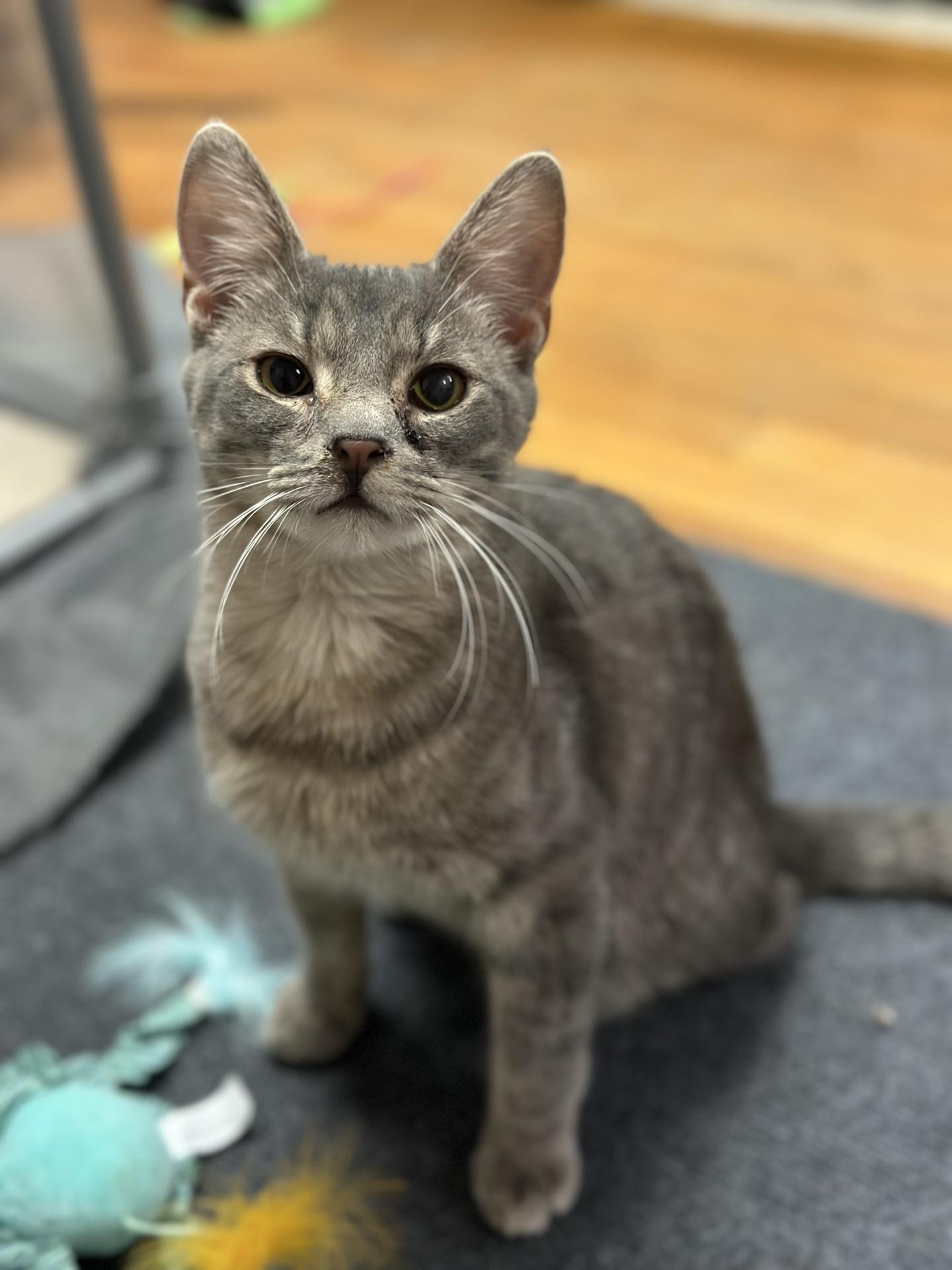 Enlarge Mike, an adopted Tabby in Greensburg, PA image 5/5