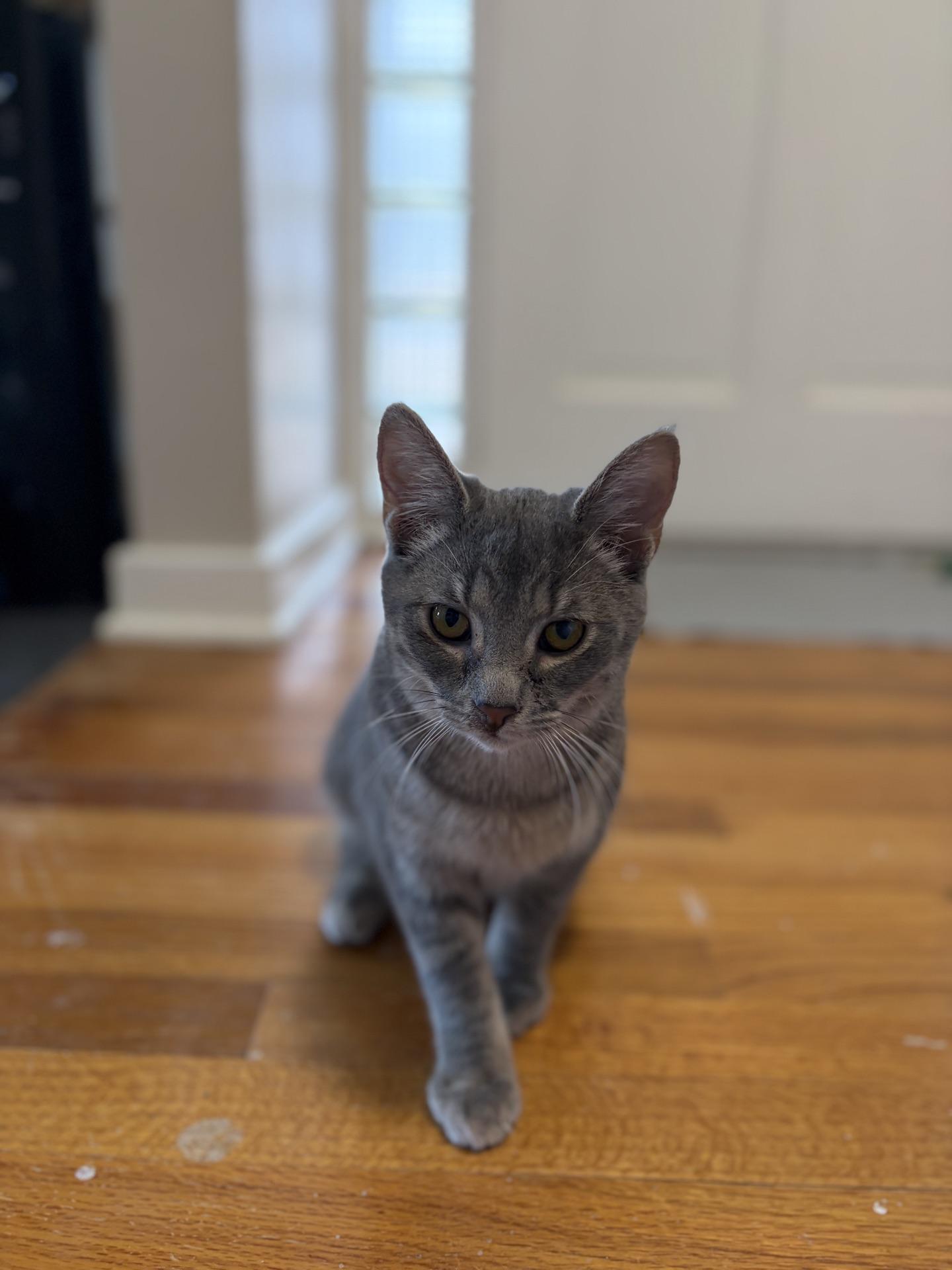 Enlarge Mike, an adopted Tabby in Greensburg, PA image 3/5