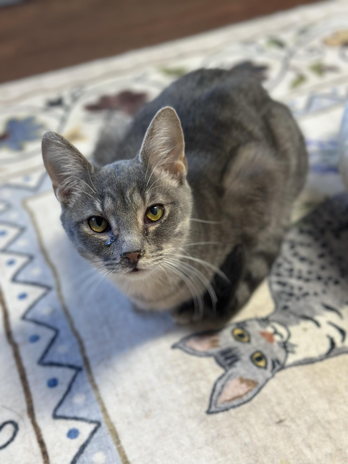 Enlarge Mike, an adopted Tabby in Greensburg, PA image 2/5