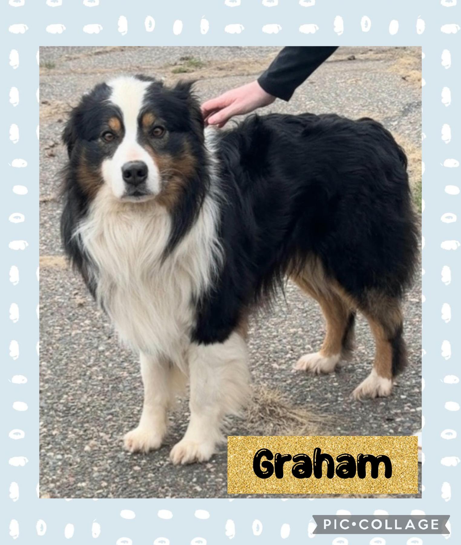 Graham, Adoptable, Adult Male Australian Shepherd.