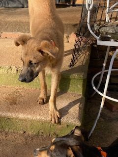 Enlarge Thatcher, a Adoptable mixed breed in Ruston, LA image 2/3