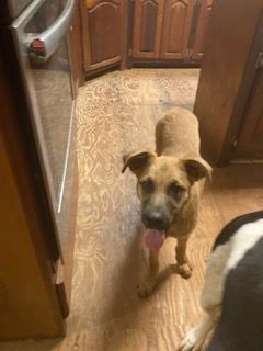 Enlarge Thatcher, a Adoptable mixed breed in Ruston, LA image 3/3