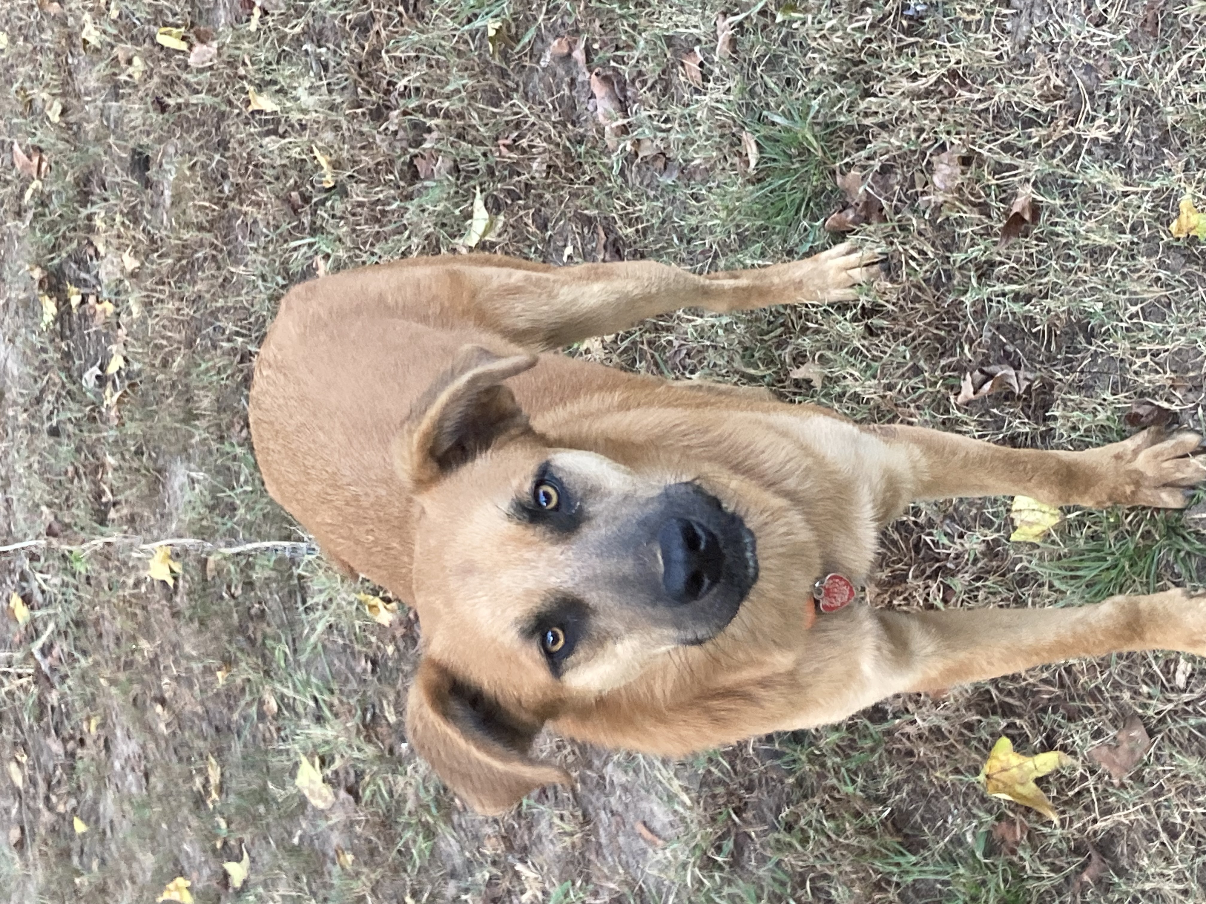 Enlarge Thatcher, a Adoptable mixed breed in Ruston, LA image 1/3