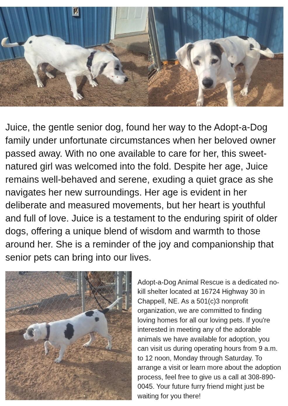 Enlarge Jusey, a ADOPTABLE Mixed Breed in Chappell, NE image 1/5