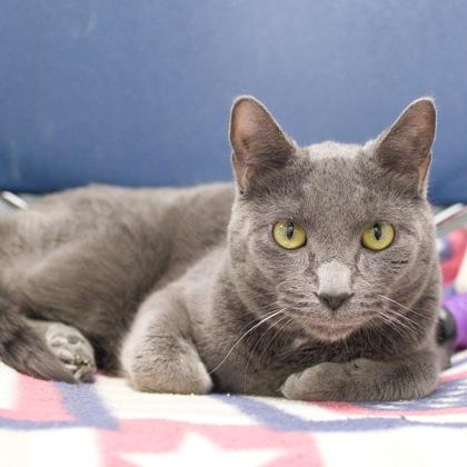 Ellwood (bonded with Toesies), Adoptable, Adult Male Domestic Long Hair & Domestic Short Hair.
