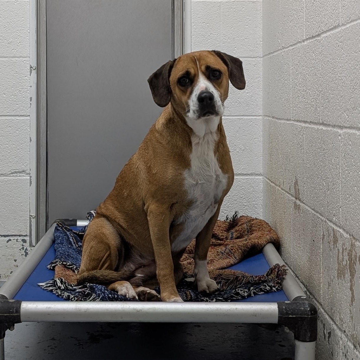 Enlarge 187687 Dolly  LOOKING FOR OWNER, a Adoptable mixed breed in Ravenna, OH image 3/3