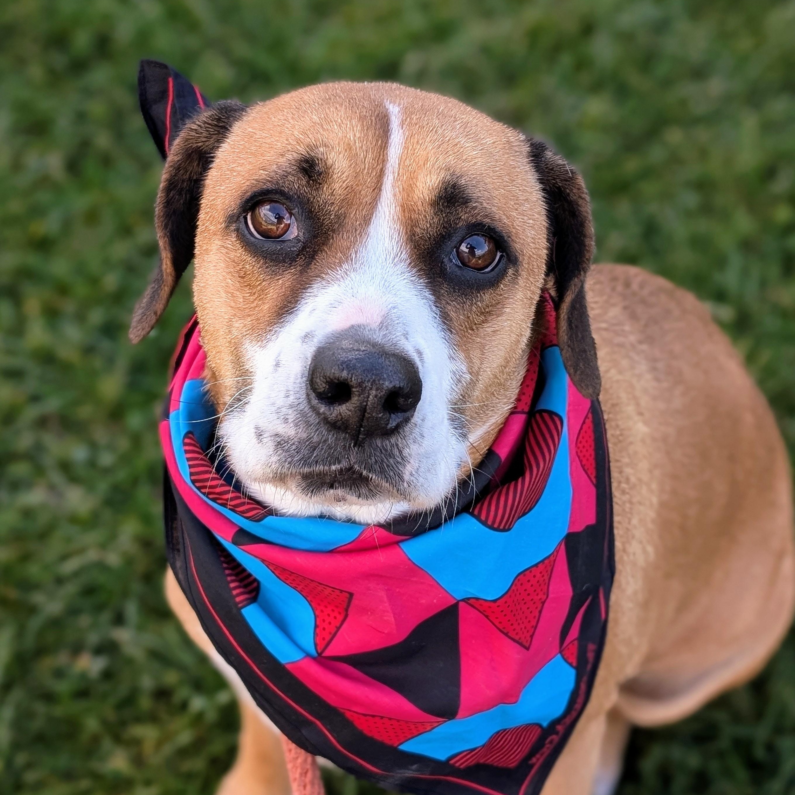 Enlarge 187687 Dolly  LOOKING FOR OWNER, a Adoptable mixed breed in Ravenna, OH image 2/3