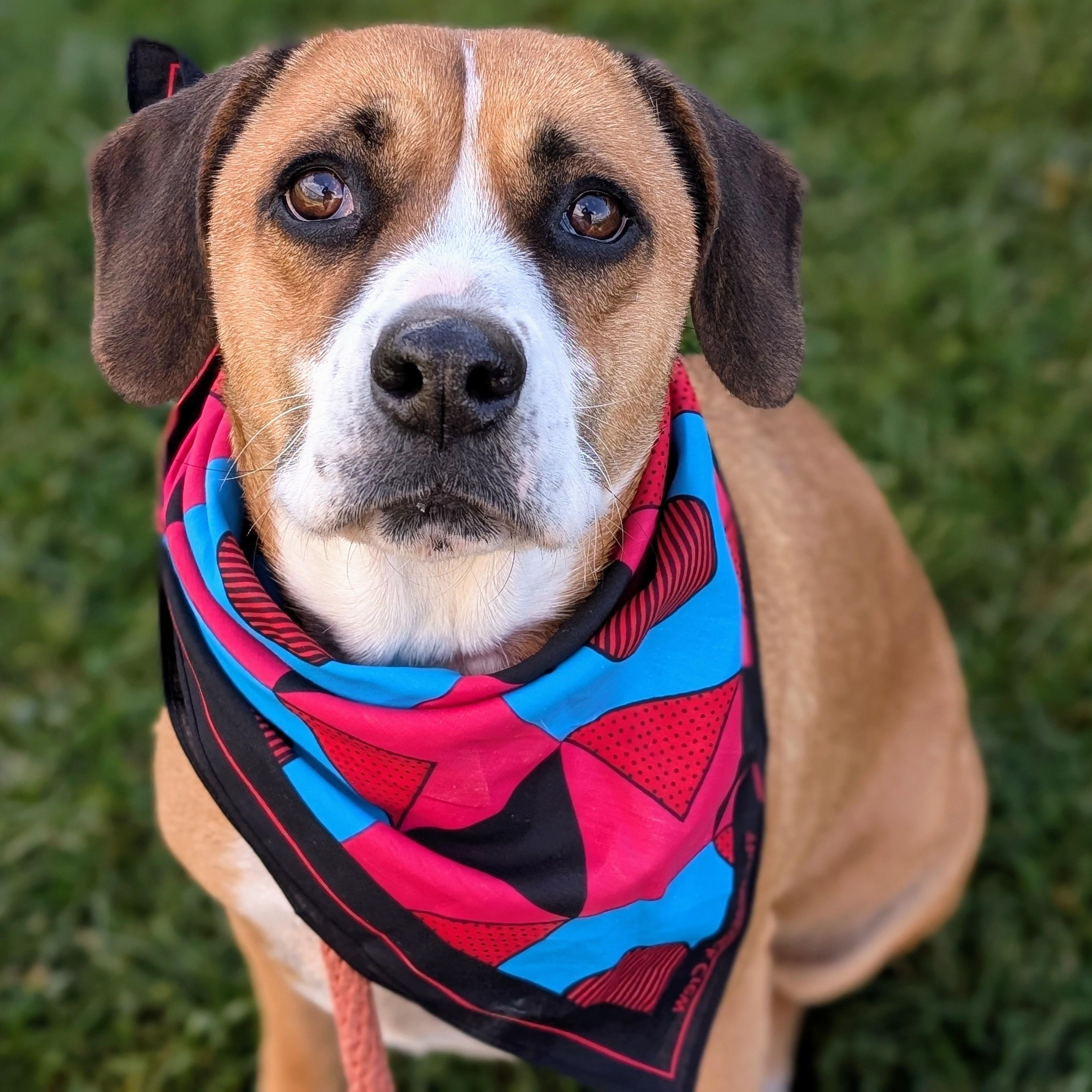 Enlarge 187687 Dolly  LOOKING FOR OWNER, a Adoptable mixed breed in Ravenna, OH image 1/3