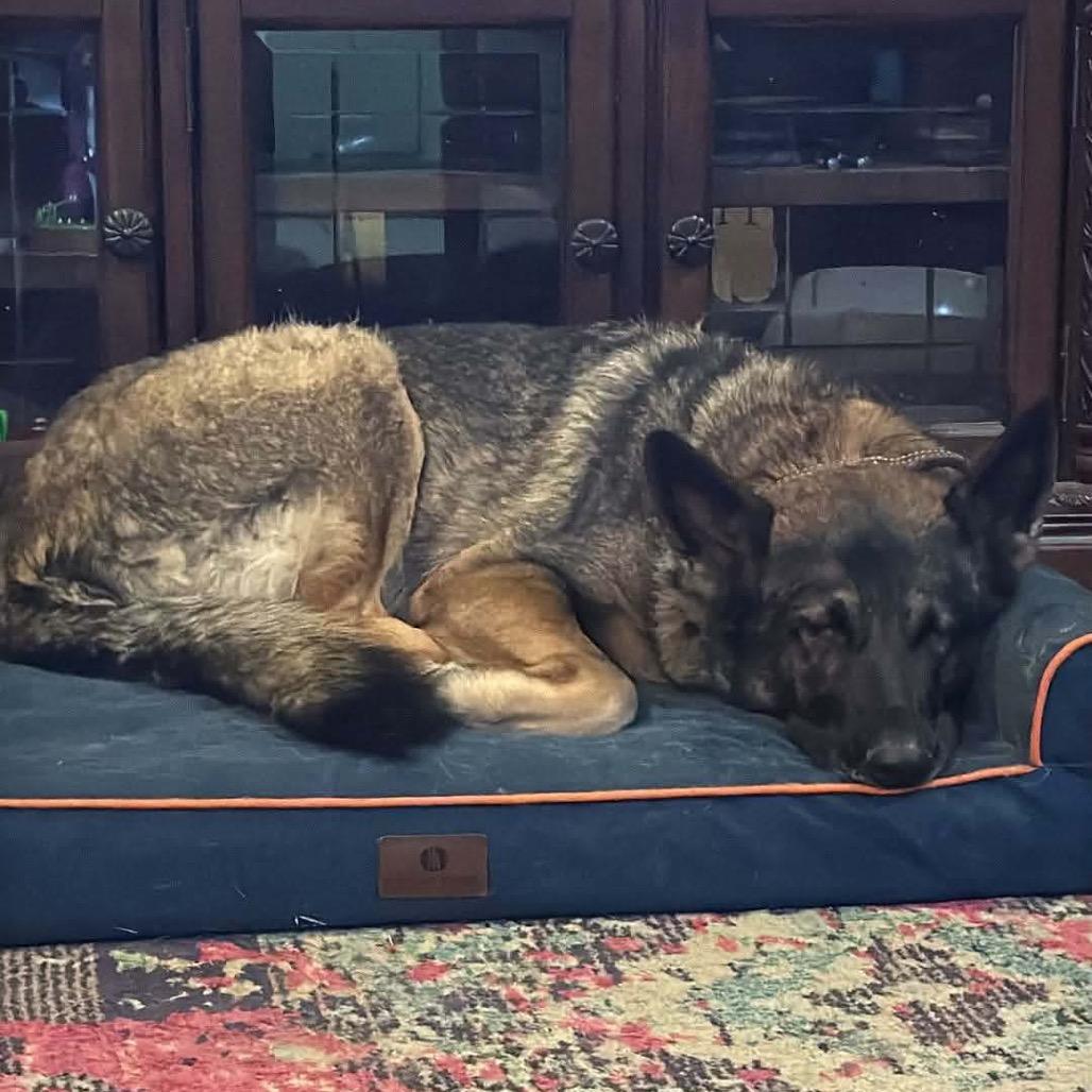 Dhara, Adoptable, Adult Female German Shepherd Dog.