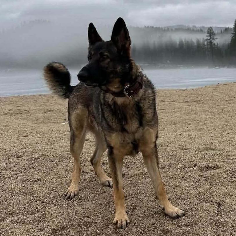 Enlarge Dhara, a Adoptable German Shepherd Dog in Tulsa, OK image 2/6