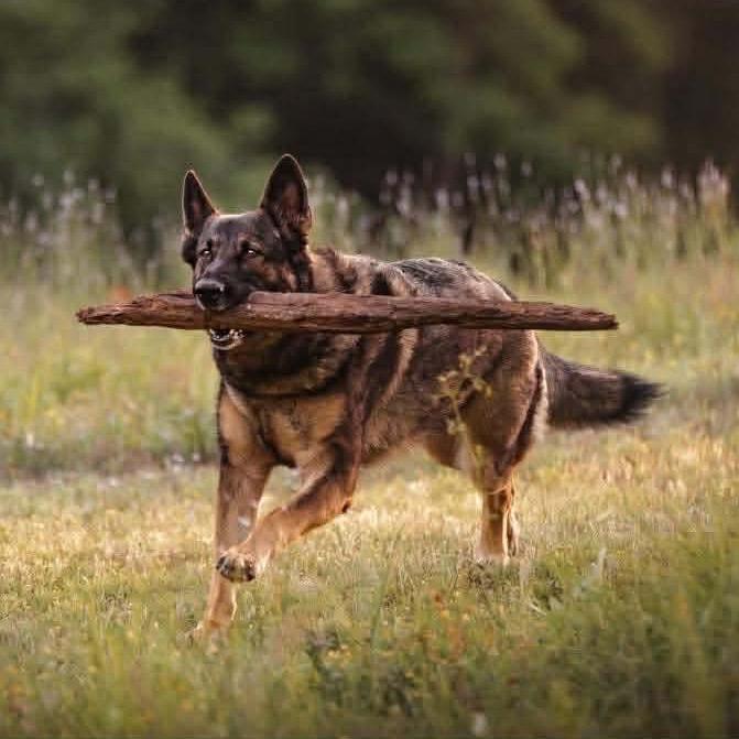 Enlarge Dhara, a Adoptable German Shepherd Dog in Tulsa, OK image 3/6