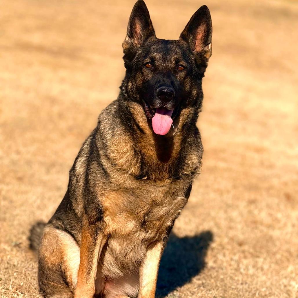 Enlarge Dhara, a Adoptable German Shepherd Dog in Tulsa, OK image 4/6