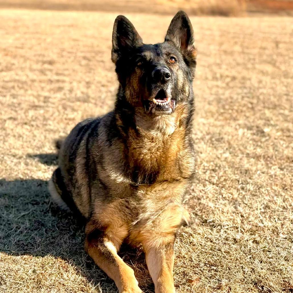 Enlarge Dhara, a Adoptable German Shepherd Dog in Tulsa, OK image 5/6