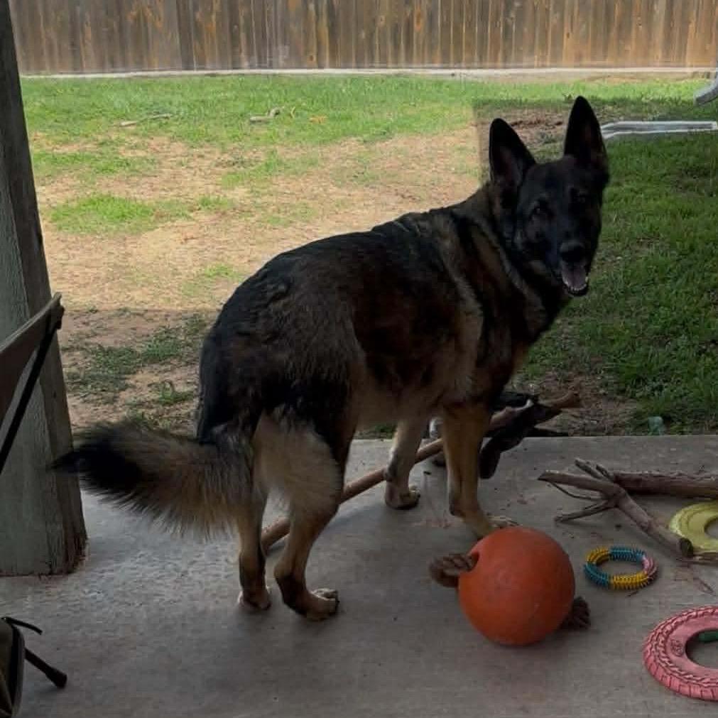 Enlarge Dhara, a Adoptable German Shepherd Dog in Tulsa, OK image 6/6
