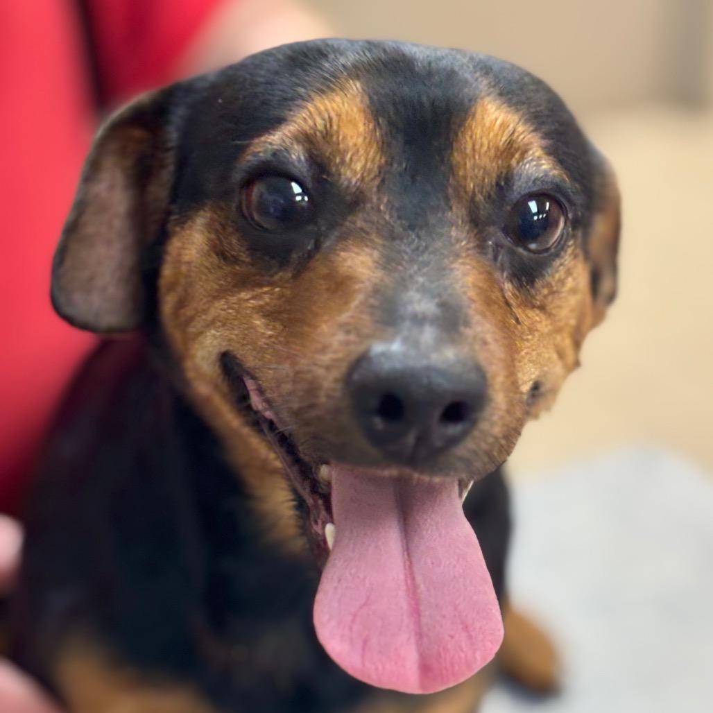 Doc Holiday — thumbnail 2