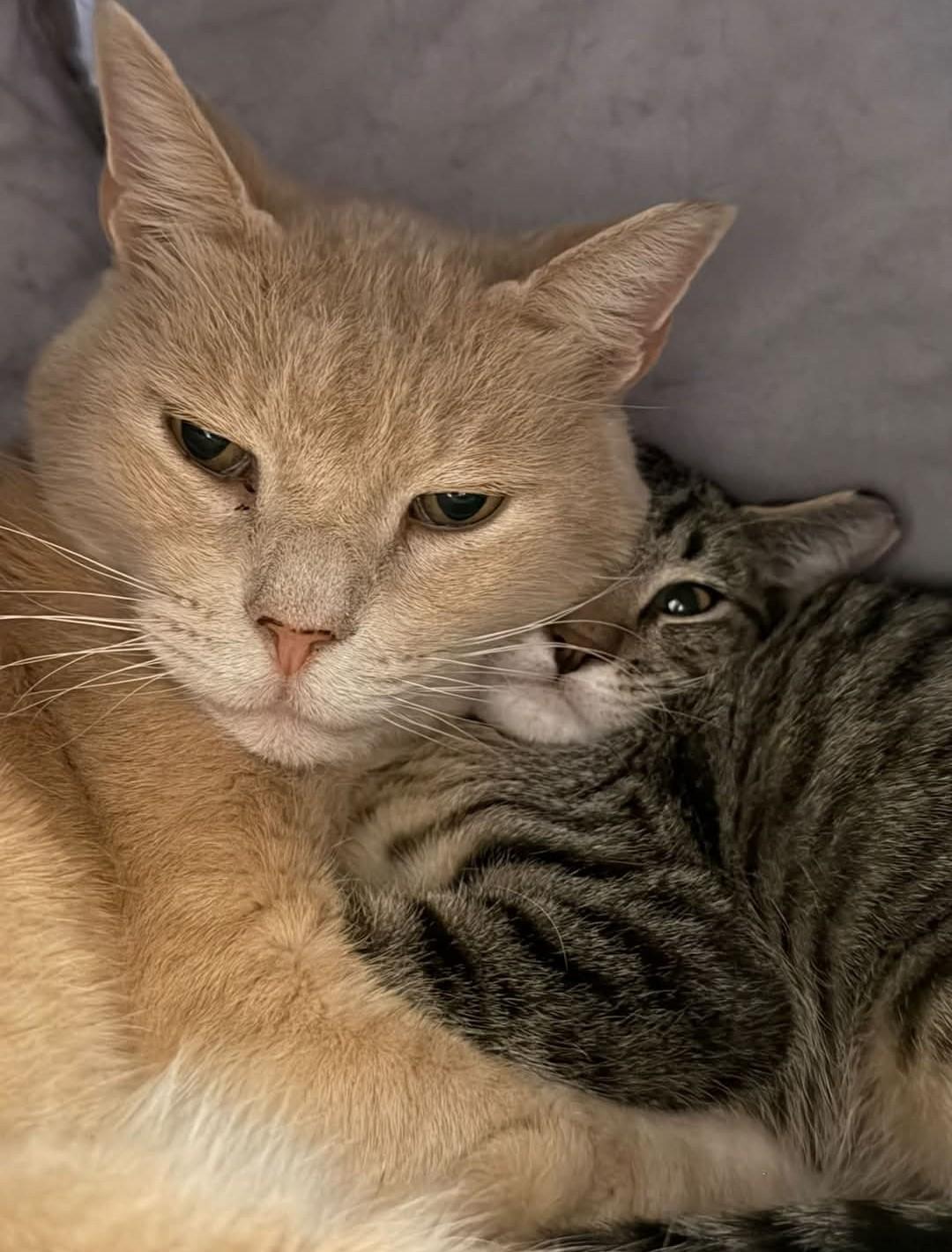 Enlarge Rosie and Gravy (1), a Adoptable Domestic Short Hair in Reno, NV image 1/1