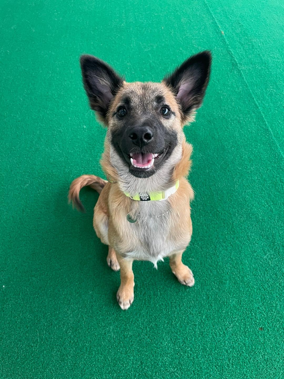 Butter, Adopted, Puppy Male Jindo.