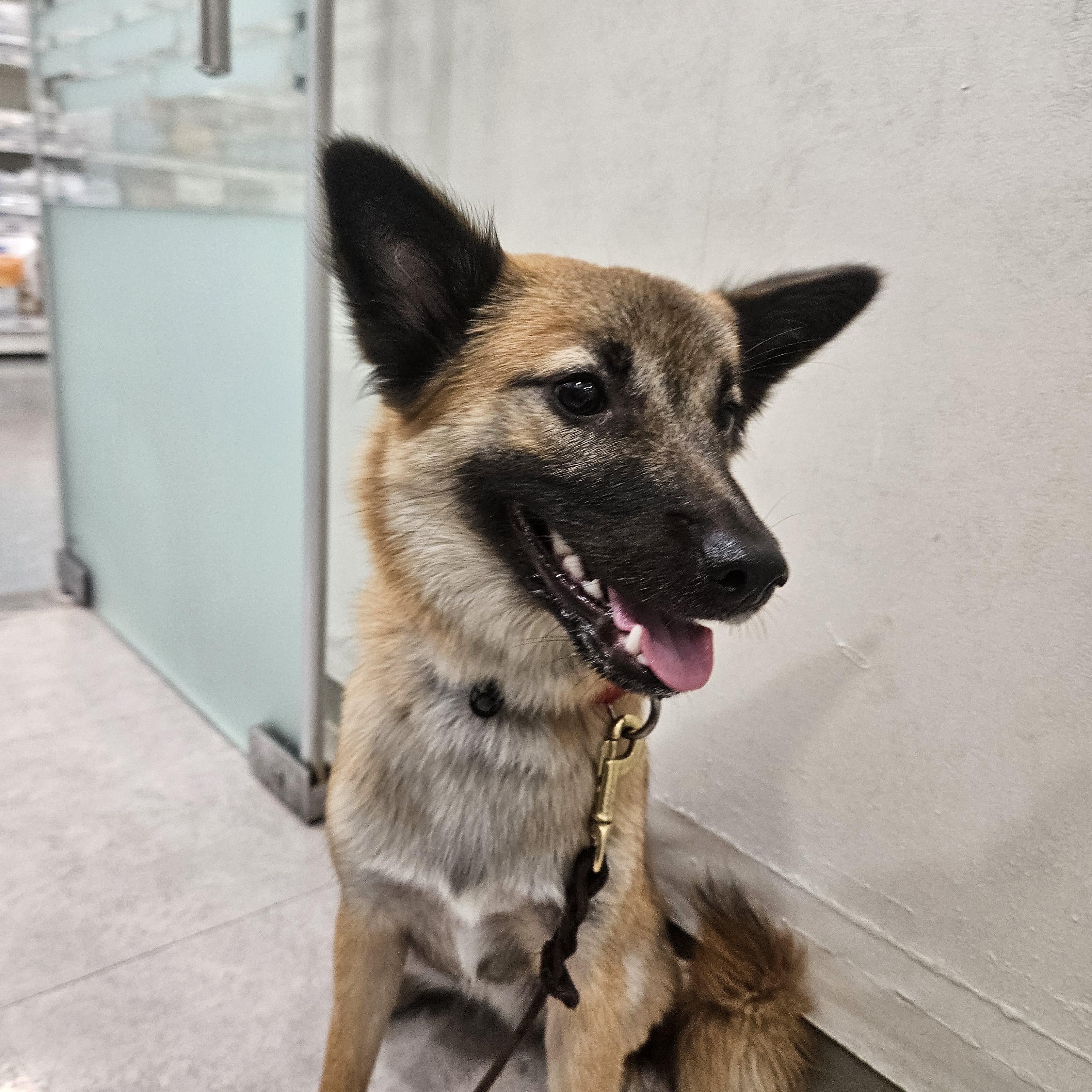 Enlarge Butter, a Adopted mixed breed in Waterloo, ON image 3/6