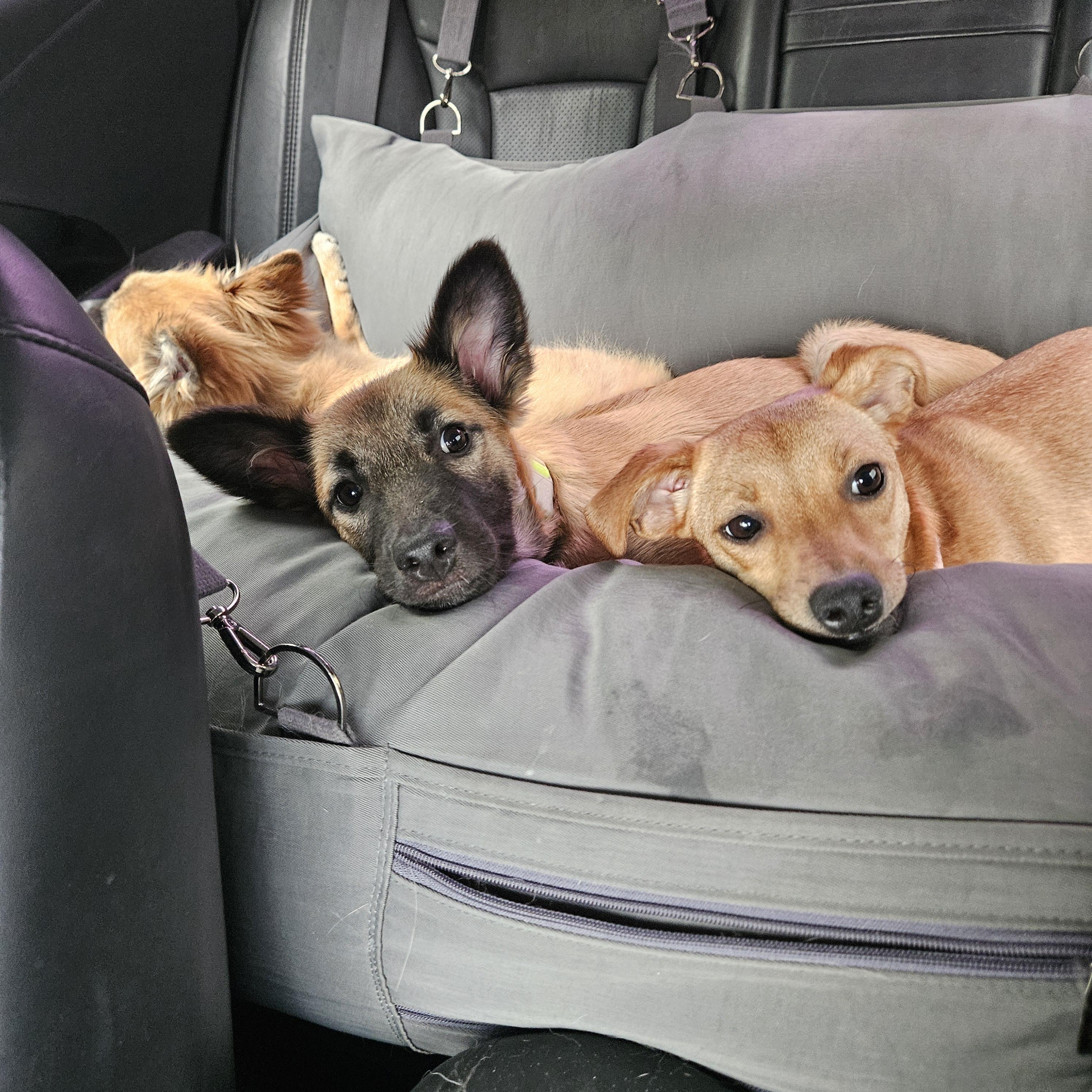 Enlarge Butter, a Adopted mixed breed in Waterloo, ON image 4/6