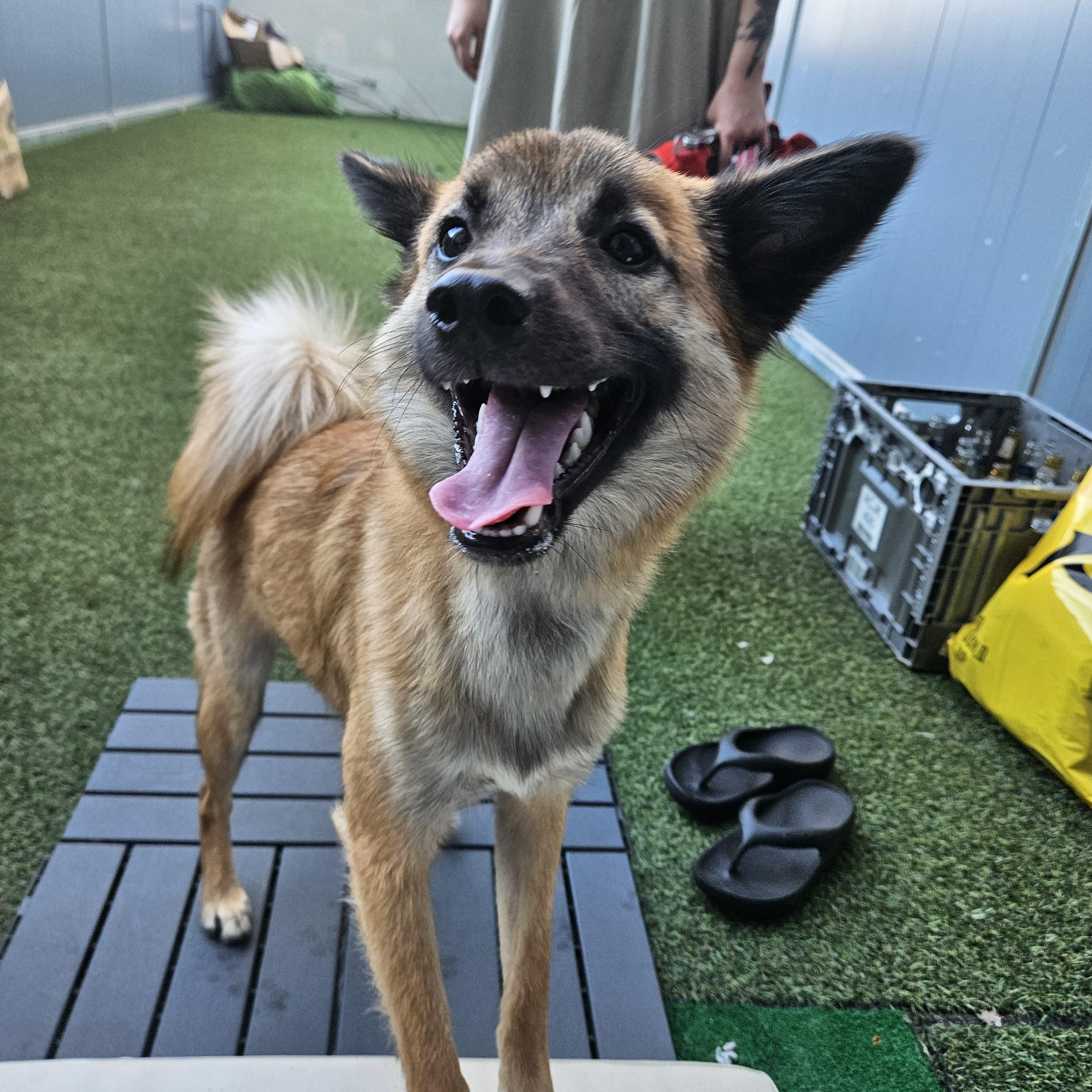 Enlarge Butter, a Adopted mixed breed in Waterloo, ON image 5/6