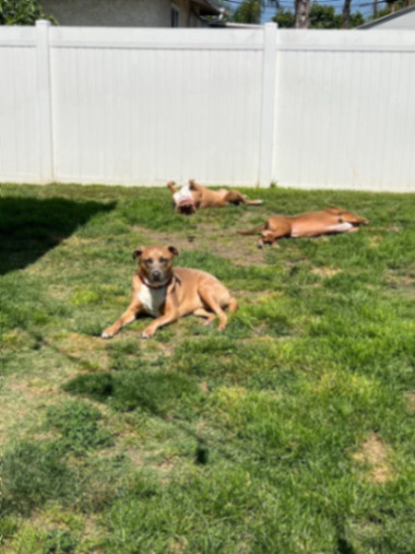 Calvin, a Adoptable mixed breed in La Habra, CA image 1/6