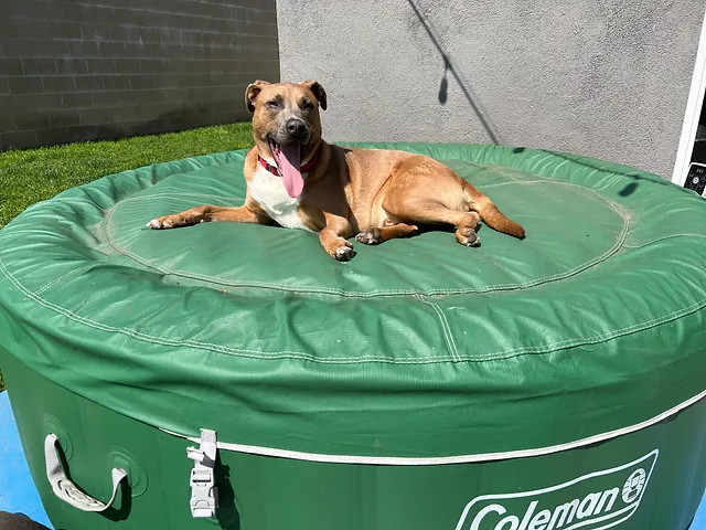 Calvin, a Adoptable mixed breed in La Habra, CA image 2/6